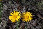 Ccottony goldenaster